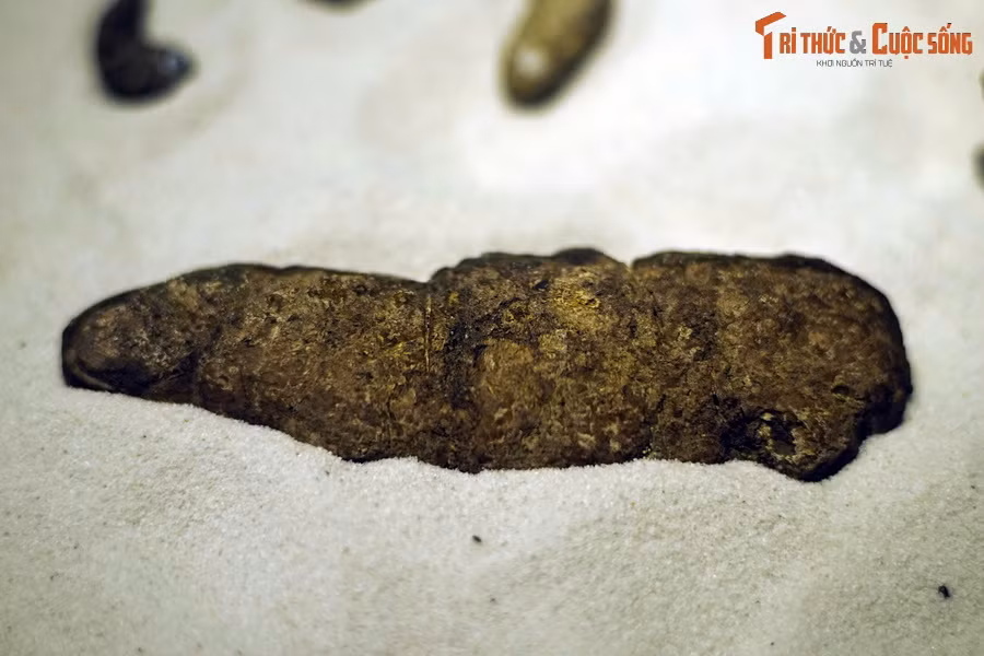 Những năm sau này, tại vùng trũng Na Dương, cùng với các chuyên gia, Bảo tàng Hóa thạch Hà Nội cũng đã thu thập được nhiều mẫu hóa thạch cá sấu cổ đại gồm răng, xương và cả phân cá sấu. Ảnh: Hóa thạch phân cá sấu Na Dương.