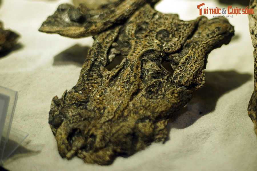 Đây là phát hiện quan trọng từ cuộc khai quật được thực hiện bởi đoàn nghiên cứu cổ sinh do Giáo sư M. Bohem (trường Đại học Ludwig – Maximillians, Munich, CHLB Đức) làm Trưởng đoàn cùng với các nhà địa chất Việt Nam. Ảnh: Hóa thạch đầu cá sấu Na Dương.