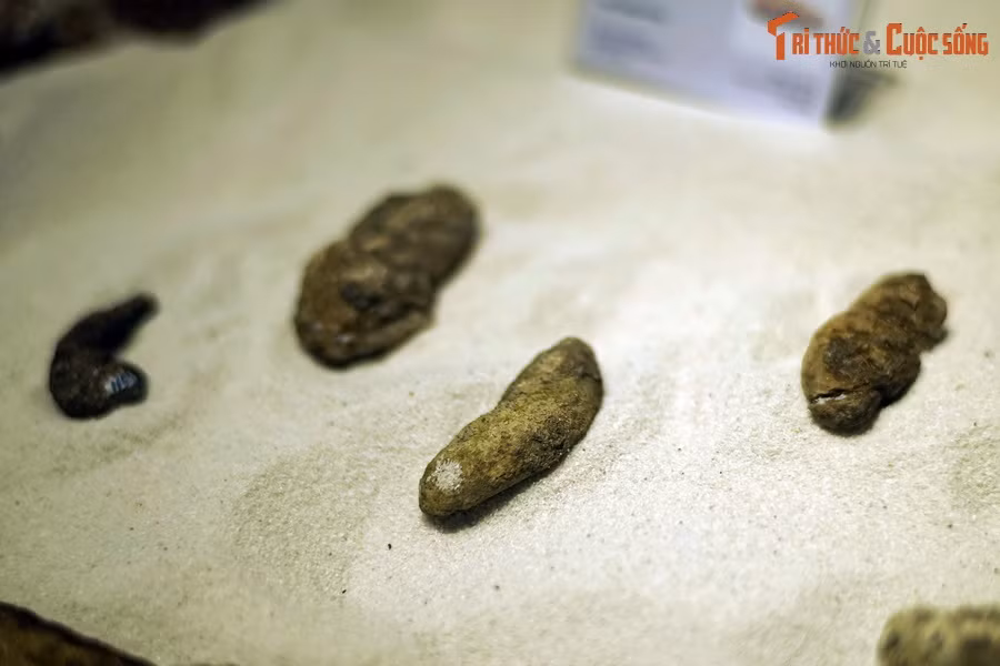 Còn được gọi là cá sấu mõm dài, cá sấu Gharial có chiếc mõm mảnh dẻ chuyên dùng để bắt cá. Quai hàm của chúng không đủ sức mạnh cần thiết để bắt giữ các loài thú lớn hơn làm con mồi. Ảnh: Hóa thạch phân cá sấu Na Dương.