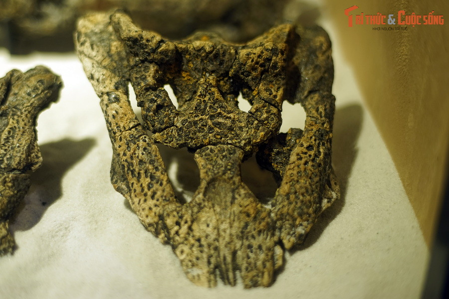 Phát hiện khảo cổ ở mỏ than Na Dương đã bổ sung thêm bằng chứng về sự phân bố rộng của cá sấu ở châu Á tại kỷ Oligecene. Ảnh: Hóa thạch đầu cá sấu Na Dương.