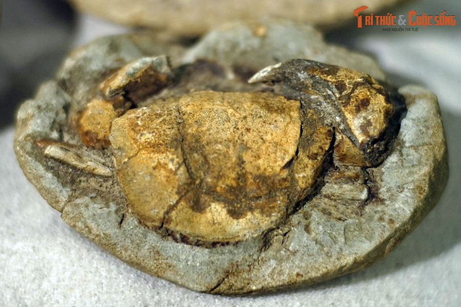 Cù kỳ sống trong các khe đá, vách đá bên bờ biển hay trong vùng rừng ngập mặn và chúng còn có các tên gọi khác là cua đá, cua sấm...