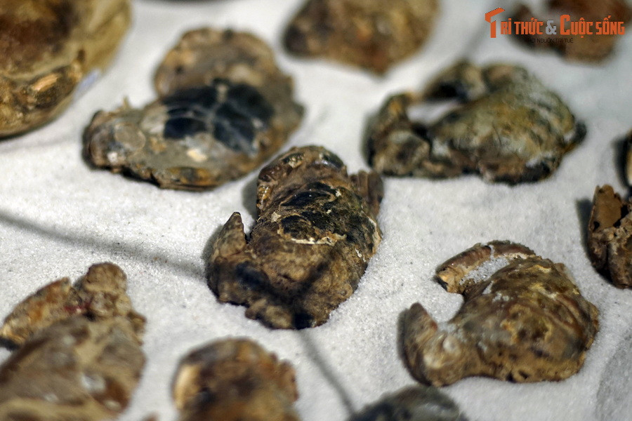 Điều thú vị là những hóa thạch được tìm thấy ở đây có tuổi đời lên đến hàng nghìn năm. Dù lâu đời, chúng vẫn là một trong những dạng hóa thạch "trẻ" nhất được biết đến trên thế giới, thuộc thế Holocen, kỷ Đệ tứ, khoảng 10.000 năm trở lại.