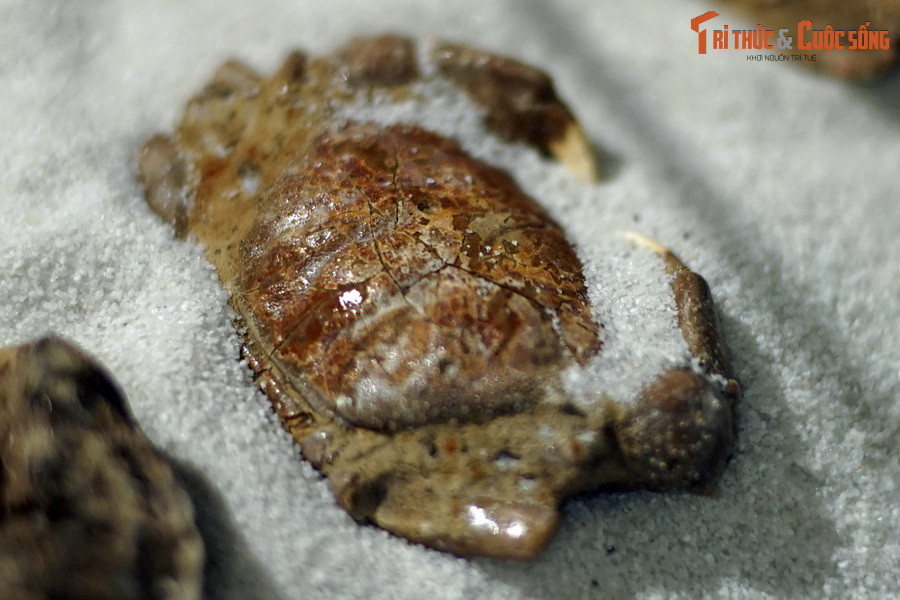 Một số hóa thạch có lớp vỏ nguyên thủy, chưa bị khoáng chất thay thế, nghĩa là có thành phần không khác nhiều những chiếc vỏ bị bỏ đi sau khi cù kỳ được chế biến thành món ngon phục vụ dân nhậu.