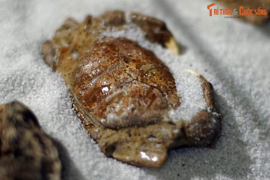 Một số hóa thạch có lớp vỏ nguyên thủy, chưa bị khoáng chất thay thế, nghĩa là có thành phần không khác nhiều những chiếc vỏ bị bỏ đi sau khi cù kỳ được chế biến thành món ngon phục vụ dân nhậu.