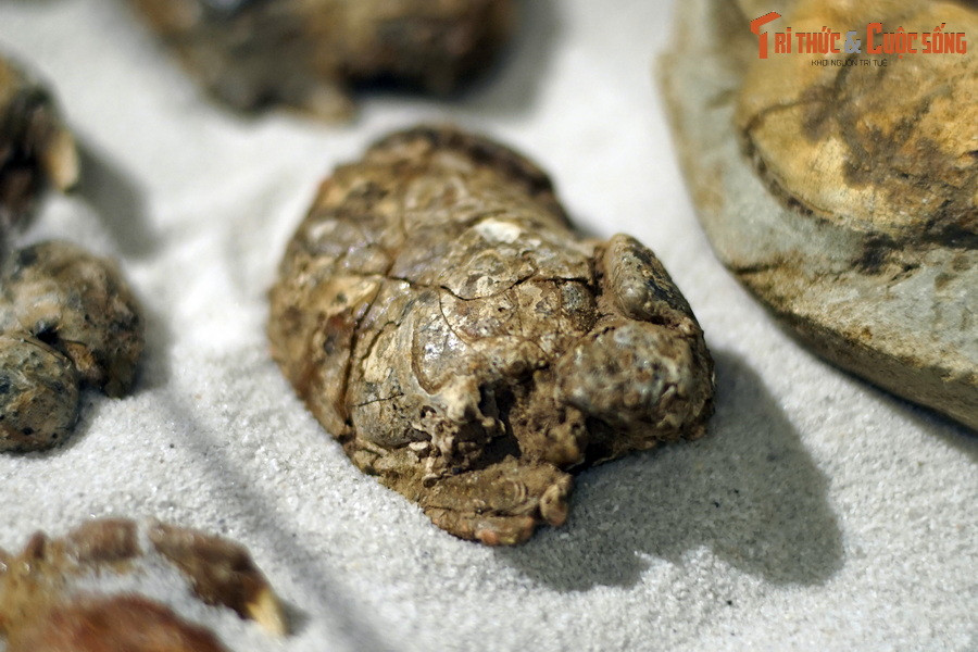 Một số hình ảnh khác về loạt "hải sản" hóa thạch được thu thập ở vùng biển miền Trung của Việt Nam.