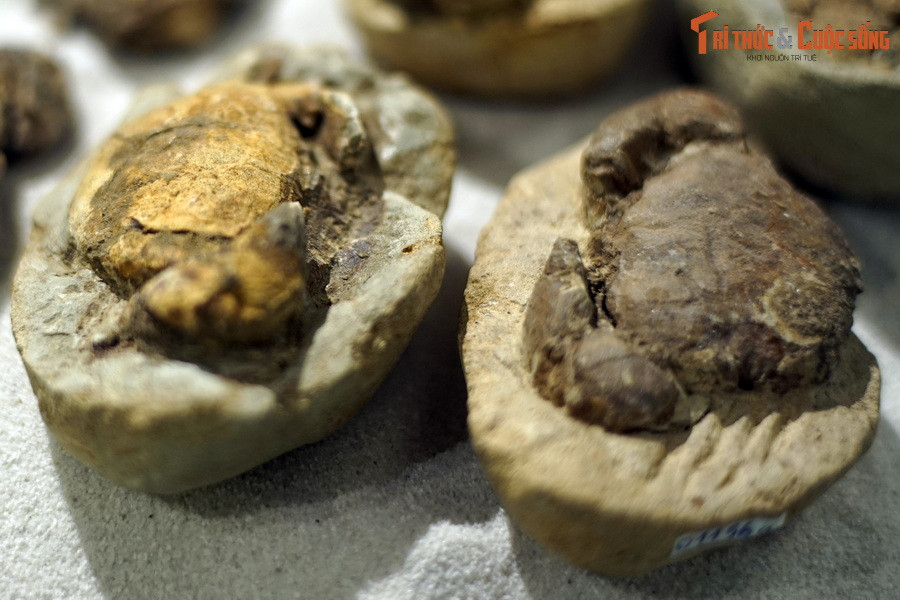 Hình dáng những hóa thạch này không xa lạ, tựa như những con cù kỳ vẫn đang còn ngọ nguậy ở các vùng biển Quảng Ninh, Quảng Nam, Khánh Hòa, nơi chúng vẫn được ngư dân đánh bắt từ năm này qua năm khác.