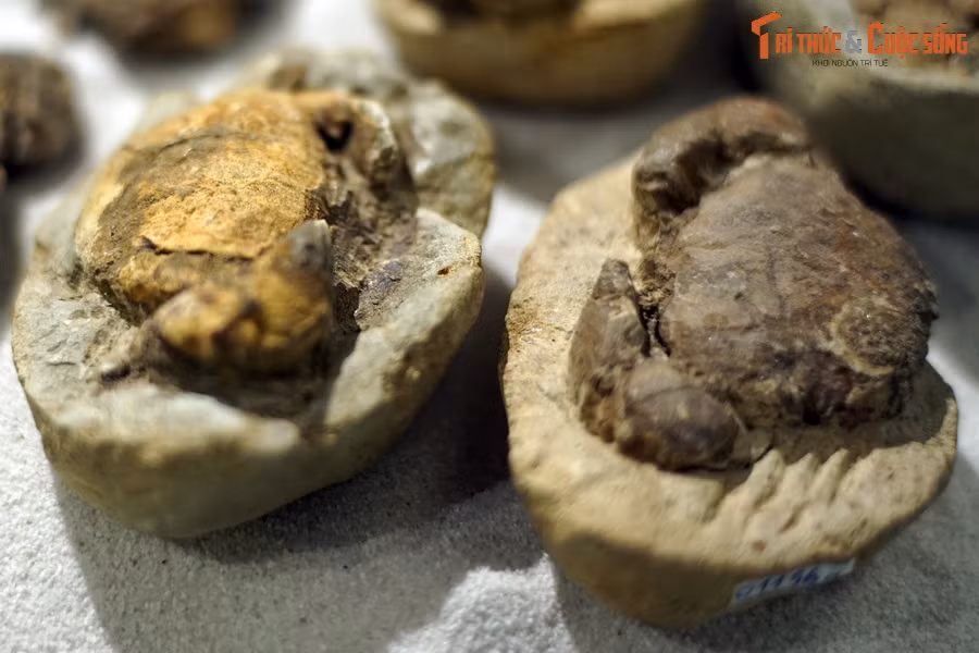 Hình dáng những hóa thạch này không xa lạ, tựa như những con cù kỳ vẫn đang còn ngọ nguậy ở các vùng biển Quảng Ninh, Quảng Nam, Khánh Hòa, nơi chúng vẫn được ngư dân đánh bắt từ năm này qua năm khác.