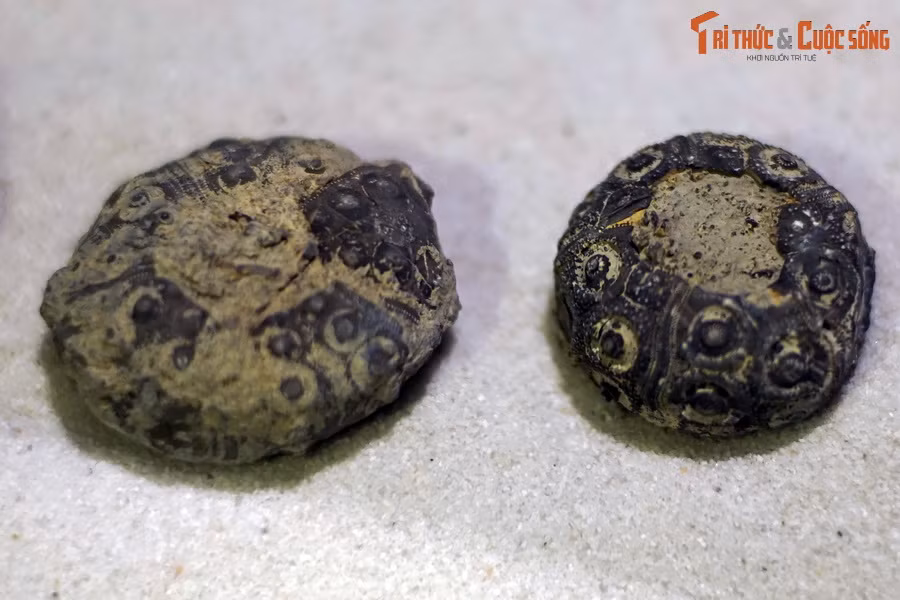 Theo tài liệu của Bảo tàng Hóa thạch Hà Nội, những loài cầu gai sớm nhất đã xuất hiện từ giữa kỷ Ordovic, cách đây khoảng 470 triệu năm.