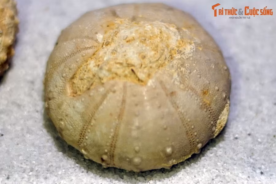 Các hóa thạch cầu gai dễ dàng được nhận diện từ hình dạng tròn và dẹt, ở giữa có họa tiết năm cánh hình hoa.