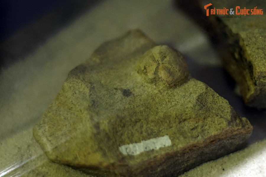 Mẫu vật này là hóa thạch cầu gai Clypeus plotii, có niên đại từ kỷ Jura (cách đây khoảng 165 triệu năm), được phát hiện tại Anh.