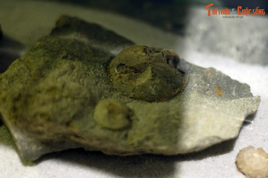 Những con vật này sống bám đáy ở các vùng biển và đại dương, ở độ sâu có thể lên đến trên vài nghìn mét.