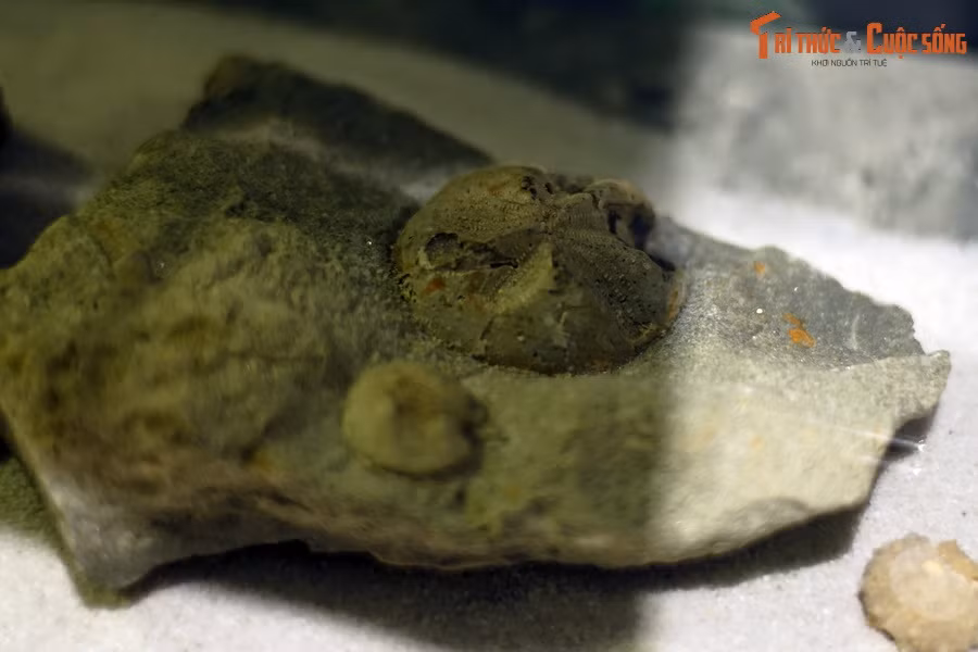 Những con vật này sống bám đáy ở các vùng biển và đại dương, ở độ sâu có thể lên đến trên vài nghìn mét.