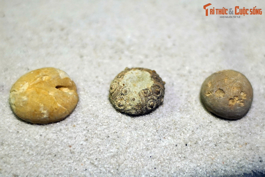 Những vật trông như cái bánh quy này là hóa thạch có tuổi đời hàng trăm triệu năm của loài cầu gai, nằm trong bộ sưu tập của Bảo tàng Hóa thạch Hà Nội. Cầu gai là tên gọi chung của một lớp thuộc ngành Động vật da gai, tên khoa học là Echinoidea