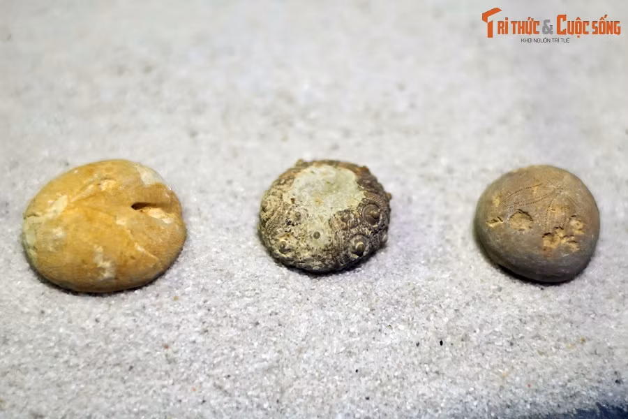 Những vật trông như cái bánh quy này là hóa thạch có tuổi đời hàng trăm triệu năm của loài cầu gai, nằm trong bộ sưu tập của Bảo tàng Hóa thạch Hà Nội. Cầu gai là tên gọi chung của một lớp thuộc ngành Động vật da gai, tên khoa học là Echinoidea