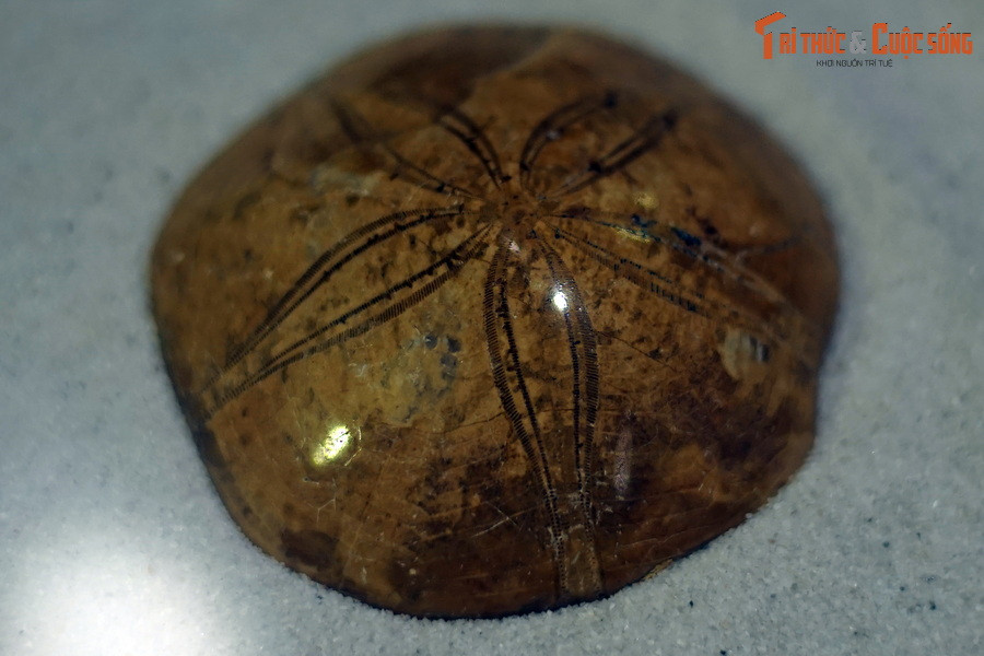 Còn đây là hóa thạch một loài cầu gai có niên đại từ kỷ Ordovic (cách đây khoảng 450 triệu năm), được tìm thấy ở Madagascar.