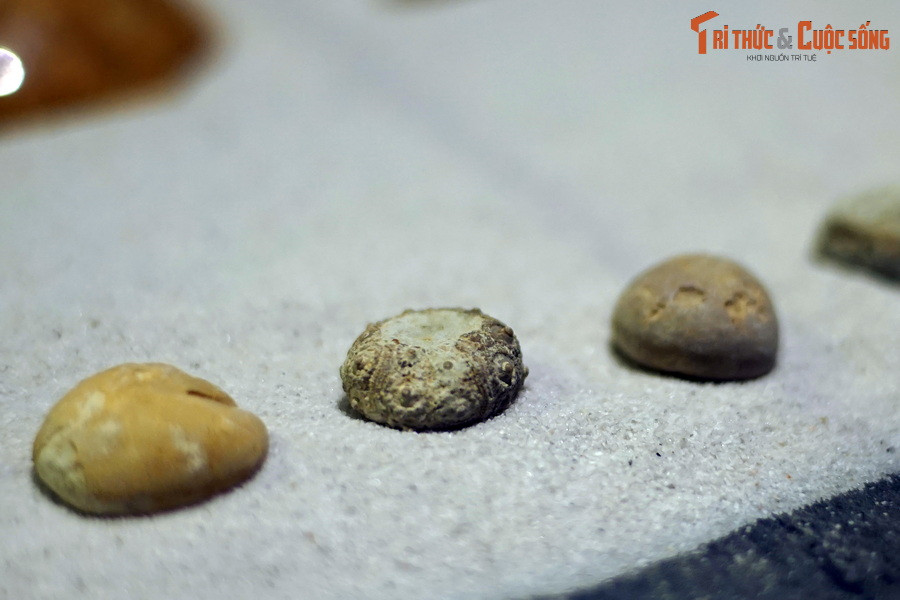 Đặc điểm chung của lớp Cầu gai là cấu tạo cơ thể có tính đối xứng cấu trúc bên trong và bên ngoài.