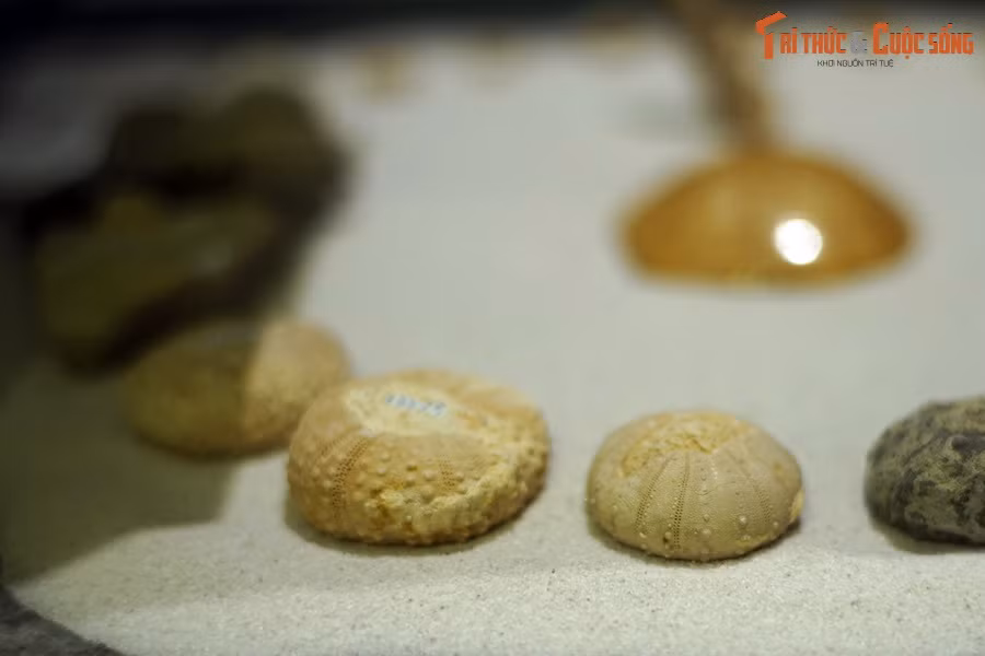 Hóa thạch cầu gai cổ đại đã được tìm thấy trên toàn thế giới. Chúng được ví như những chiếc bánh quy hàng trăm triệu năm tuổi.