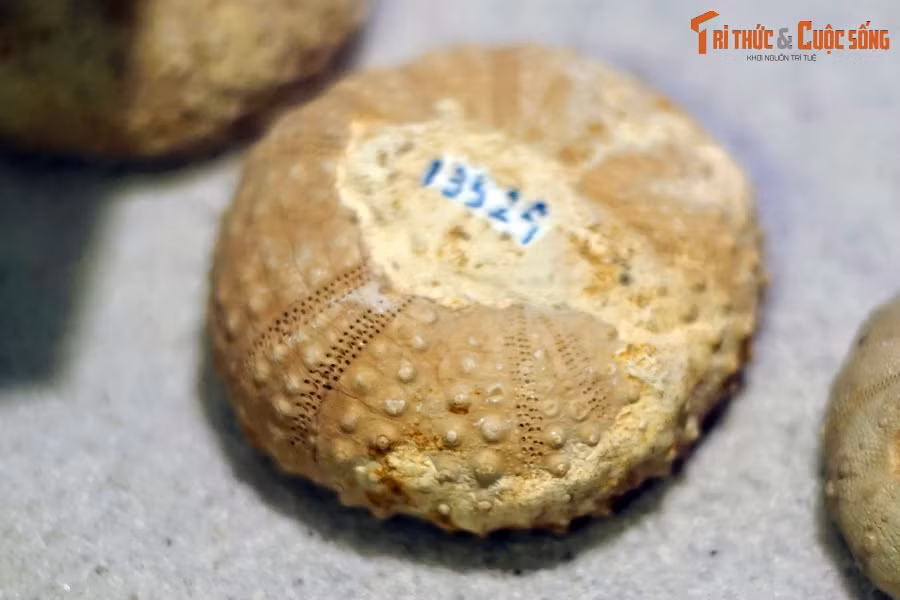 Ngày nay hậu duệ của các loài cầu gai vẫn sinh sôi nảy nở ở khắp các đại dương với rất ít sự biến đổi so với tổ tiên hàng trăm triệu năm trước.