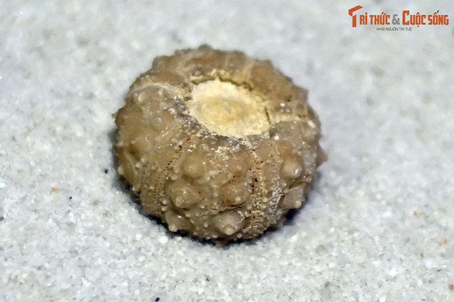 Cận cảnh một số mẫu vật hóa thạch cầu gai của Bảo tàng Hóa thạch Hà Nội.