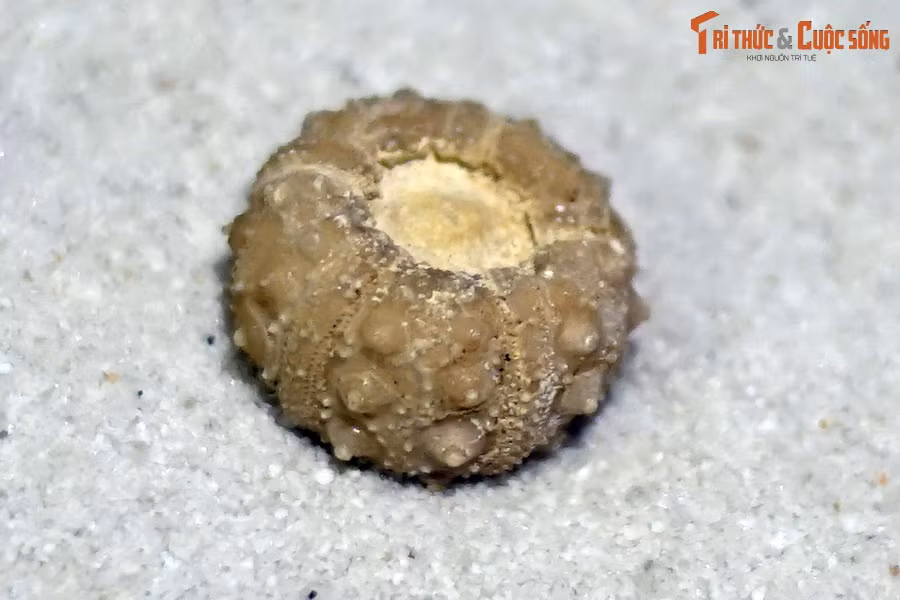 Cận cảnh một số mẫu vật hóa thạch cầu gai của Bảo tàng Hóa thạch Hà Nội.