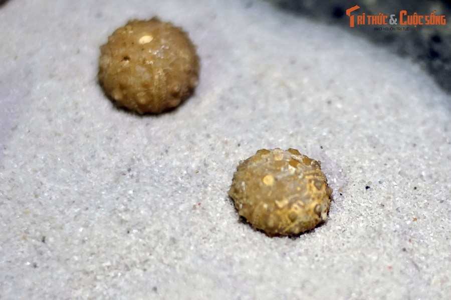 Thức ăn của cầu gai chủ yếu là tảo, đôi khi là những loài san hô mềm và cỏ biển.