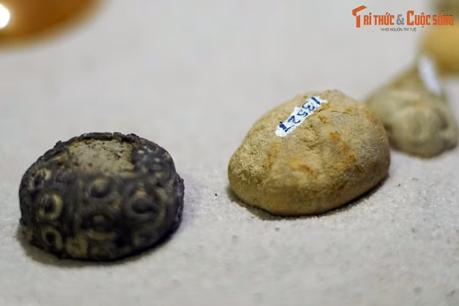 Cơ quan bên trong của cầu gai bao gồm hệ mạch nước, hệ thần kinh, hệ mạch máu và hệ sinh sản tất cả đều là đối xứng tỏa tròn.