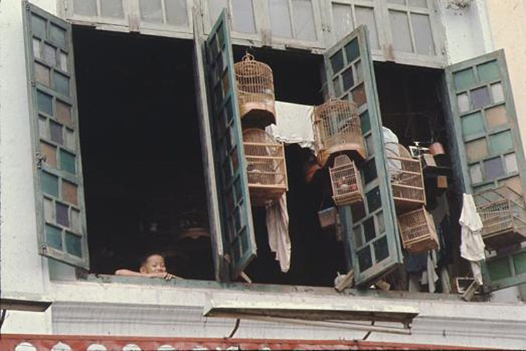 Những chiếc lồng chim treo trên cửa sổ một ngôi nhà.