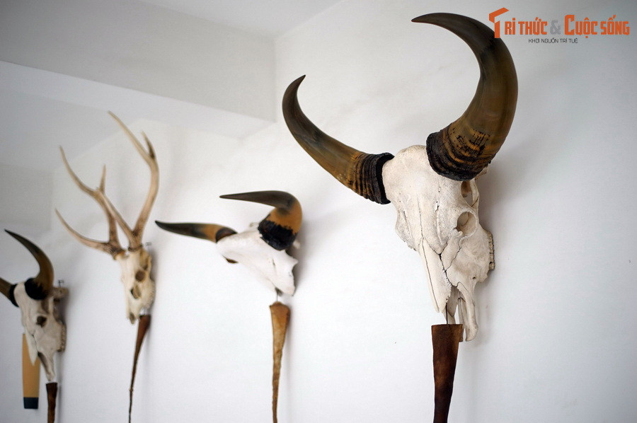 Đầu hươu, nai, bò tót... là chiến lợi phầm từ các chuyến săn bắn ở khu vực Đông Nam Bộ và Tây Nguyên, được trưng bày tại tư gia của Tổng thống Thiệu ở hai tầng trên cùng thuộc khối nhà phía sau của Dinh Độc Lập.