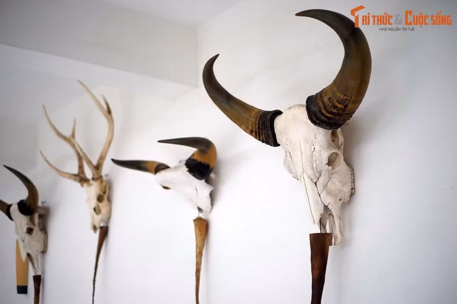 Đầu hươu, nai, bò tót... là chiến lợi phầm từ các chuyến săn bắn ở khu vực Đông Nam Bộ và Tây Nguyên, được trưng bày tại tư gia của Tổng thống Thiệu ở hai tầng trên cùng thuộc khối nhà phía sau của Dinh Độc Lập.