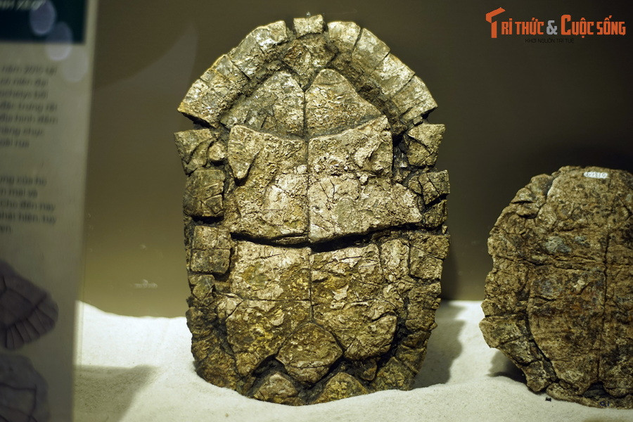 Các hóa thạch rùa này được tìm thấy lần đầu tiên vào năm 2015. Thời gian sau đó, có thêm nhiều hóa thạch được phát hiện. Đến năm 2019, chúng được xác định là thuộc về một loài rùa cổ đã tuyệt chủng, chưa từng được biết đến.