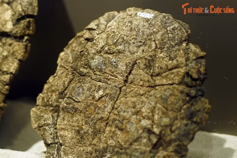 Cho đến nay, hơn 100 mẫu hoá thạch của rùa Banhxeochelys đã được phát hiện, trong đó khoảng 40 mẫu được bảo tồn khá nguyên vẹn.