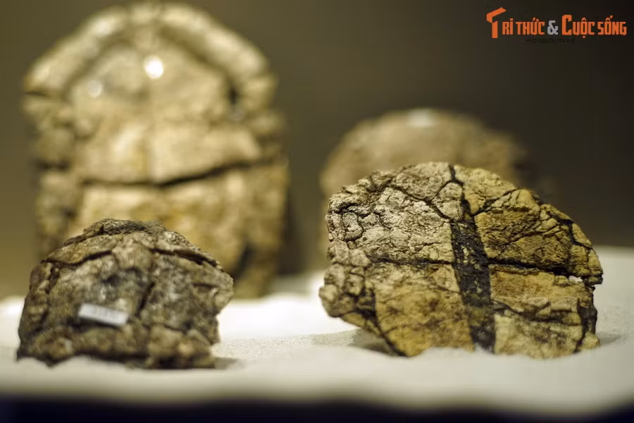 Đây là một số mẫu hóa thạch của một loài rùa lạ, có niên đại khoảng 56-34 triệu năm trước, được các nhà khoa học tìm thấy tại mỏ than Na Dương (huyện Lộc Bình, tỉnh Lạng Sơn). Hiện vật nằm trong bộ sưu tập của Bảo tàng Hóa thạch Hà Nội.