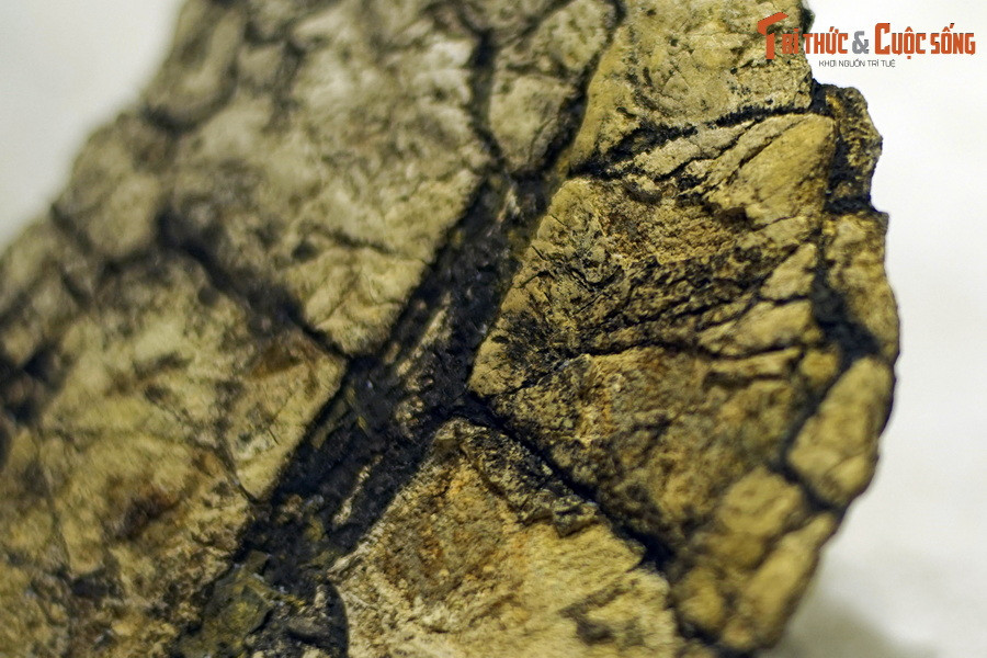 Theo các nhà khoa học, hàng chục triệu năm trước, khu vực mỏ than Na Dương là một khu rừng mưa nhiệt đới có địa hình đầm lầy ẩm ướt.