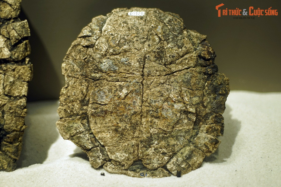 Loài rùa này được đặt tên là rùa Na Dương, định danh khoa học theo chi (genus) là Banhxeochelys. Cái tên “Banhxeochelys” có nguồn gốc từ "bánh xèo", món ăn rất quen thuộc trong ẩm thực Việt.