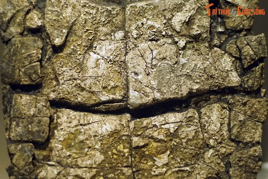 Không chỉ mang những đặc điểm chung của họ Rùa đầm, rùa Banhxeochelys còn mang những đặc điểm riêng biệt trên mai và yếm, không giống bất cứ loài rùa đầm hiện đại nào.