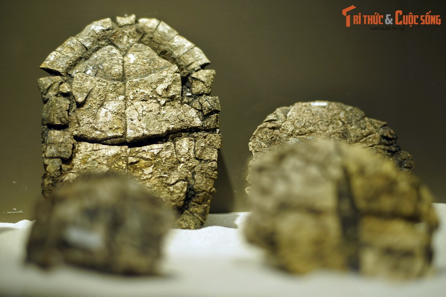 Đây là môi trường sống lý tưởng cho loài rùa “bánh xèo” phát sinh và phát triển. Có lẽ chúng đã tuyệt diệt khoảng 23 triệu năm trước, khi vùng đất này bị ngập nước và dần biến thành một hồ nước sâu.