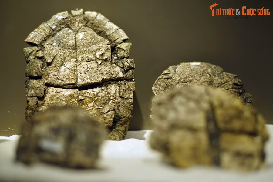 Đây là môi trường sống lý tưởng cho loài rùa “bánh xèo” phát sinh và phát triển. Có lẽ chúng đã tuyệt diệt khoảng 23 triệu năm trước, khi vùng đất này bị ngập nước và dần biến thành một hồ nước sâu.