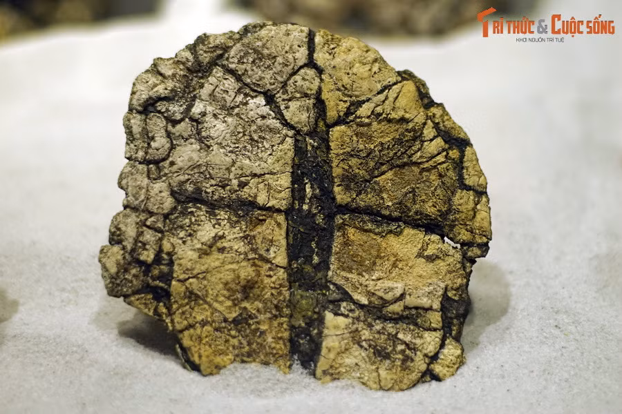 Rùa Na Dương / Banhxeochelys được xếp vào họ Rùa đầm (Geoemydidae), mà ngày nay có gần 20 loài cùng họ còn tồn tại ở Việt Nam.