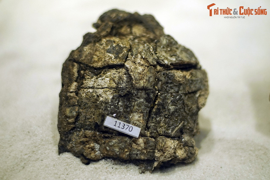 Chúng được đặt một cái tên thú vị như vậy là bởi hình dạng mai rùa được gắn kết từ các khối đa giác đặc trưng rất giống chiếc bánh xèo.