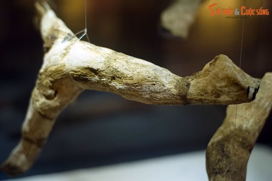 Thoạt nhìn, những vật thể này trông không khác gì khúc cây khô mà chúng ta thường dùng làm củi đun.