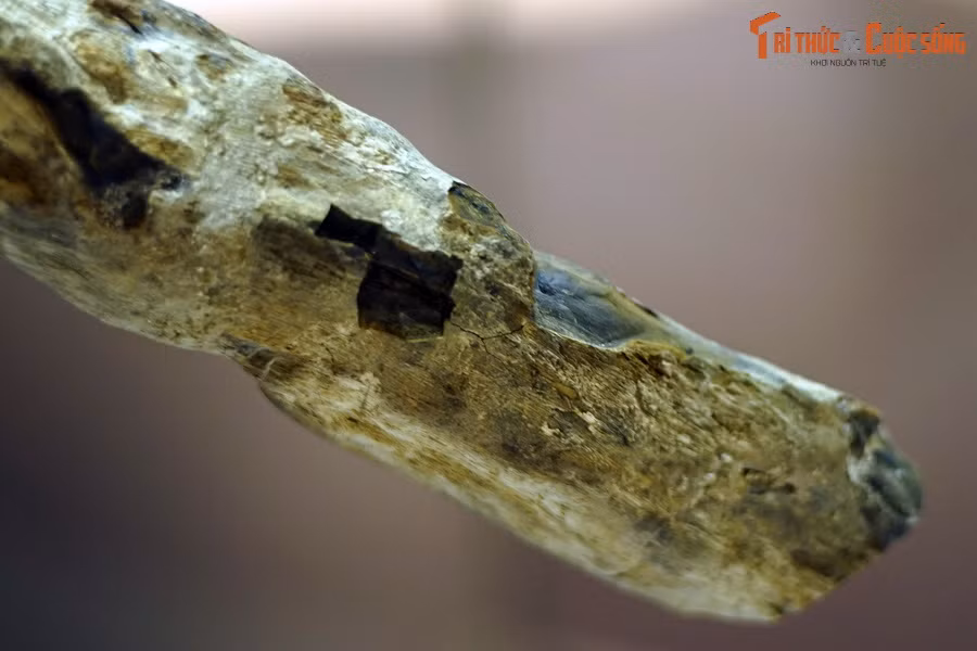 Các mẫu gỗ mã não này được thu thập tại xã Chư A Thai, huyện Phú Thiện, tỉnh Gia Lai. Chúng từng thuộc về một loài cây thân gỗ sống vào thời kỳ Pliocen – Pleistocen, cách đây 5,35-1,59 triệu năm.