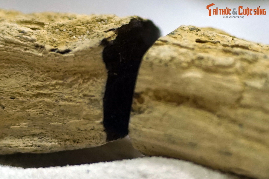 Vào thời kỳ này một khu rừng nhiệt đới cổ đại bao trùm khu vực rộng lớn mà ngày nay là các tỉnh Kon Tum, Gia Lai và Đắk Lắk.