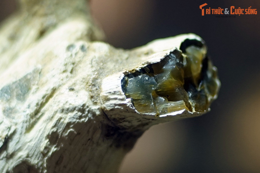 Nhưng quan sát kỹ, sẽ thấy bên trong chúng là một loại đá sáng bóng, có độ trong mờ, màu sắc đẹp như đá quý.