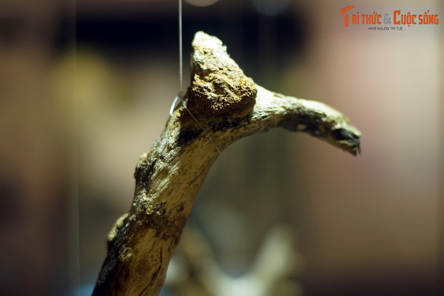 Những thứ đang được đề cập ở đây chính là gỗ mã não, một dạng hóa thạch độc đáo của các loài thực vật cổ đại.