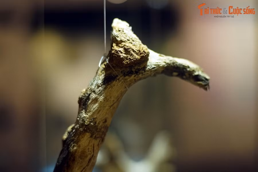 Những thứ đang được đề cập ở đây chính là gỗ mã não, một dạng hóa thạch độc đáo của các loài thực vật cổ đại.