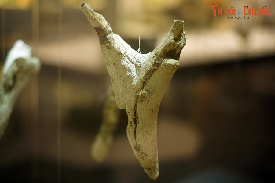 Câu chuyện bắt đầu vào năm 2005, khi một vài người dân ở xã Chư A Thai phát hiện một gốc cây gỗ mã não có đường đường kính lên đến 1,4 mét.