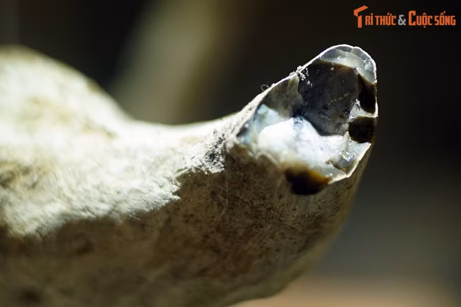 Trải qua hàng triệu năm, các mô gỗ dần bị thay thế bằng oxit silic (SiO2) và các nguyên tố màu như Cu, Fe, Mg, Ti… rồi biến đổi thành đá mã não.