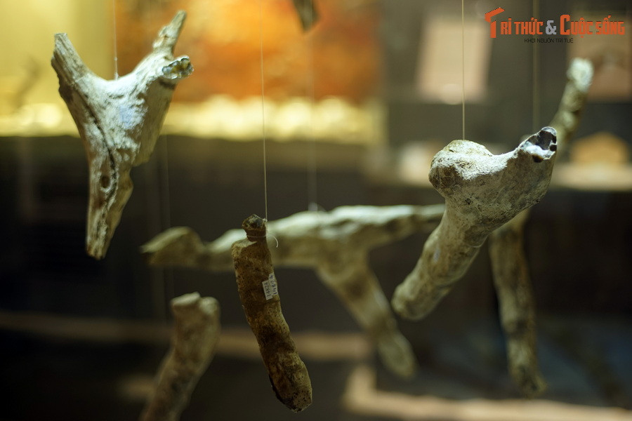 Từ đó người dân tứ xứ đã đổ về nơi đây tìm những khúc gỗ mã não có giá trị để bán kiếm lời, khiến dãy núi Chư A Thai được mệnh danh là vương quốc của gỗ mã não.