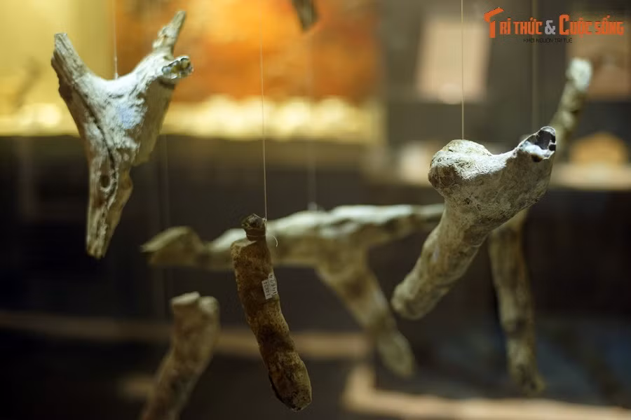 Từ đó người dân tứ xứ đã đổ về nơi đây tìm những khúc gỗ mã não có giá trị để bán kiếm lời, khiến dãy núi Chư A Thai được mệnh danh là vương quốc của gỗ mã não.