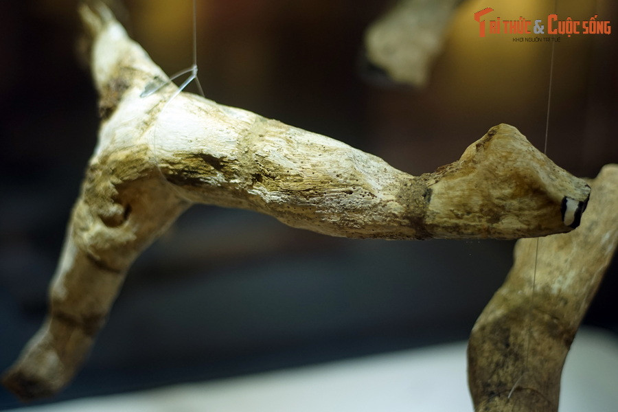 Thoạt nhìn, những vật thể này trông không khác gì khúc cây khô mà chúng ta thường dùng làm củi đun.